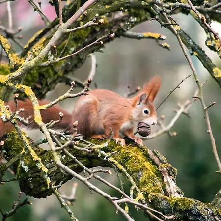 בית הארחה Gaestehaus Fischerhaeusle