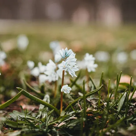 בית הארחה Gaestehaus Fischerhaeusle ואסרבורג